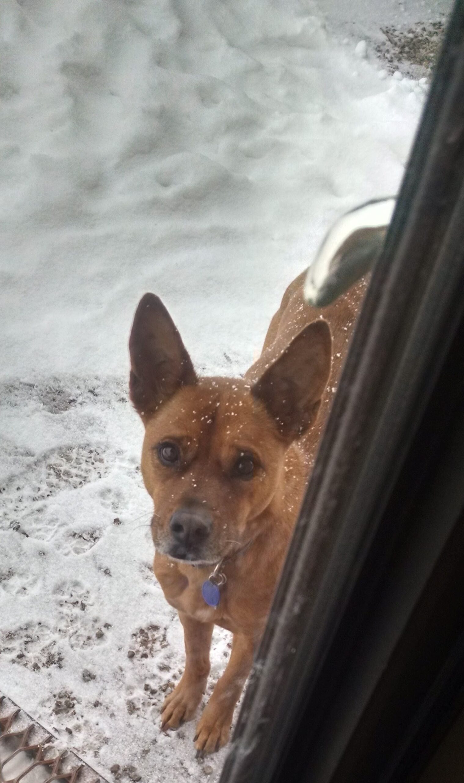 Dog in the Snow