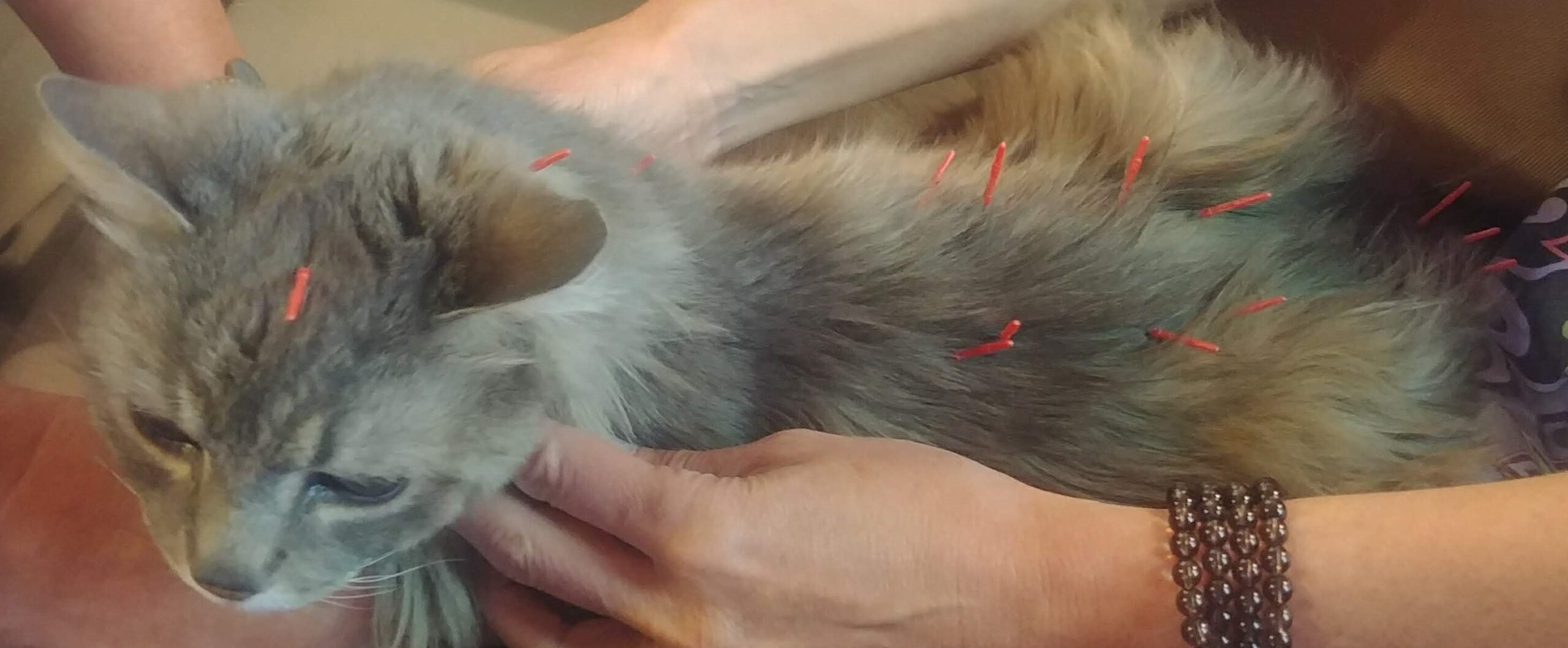 Cat Acupuncture